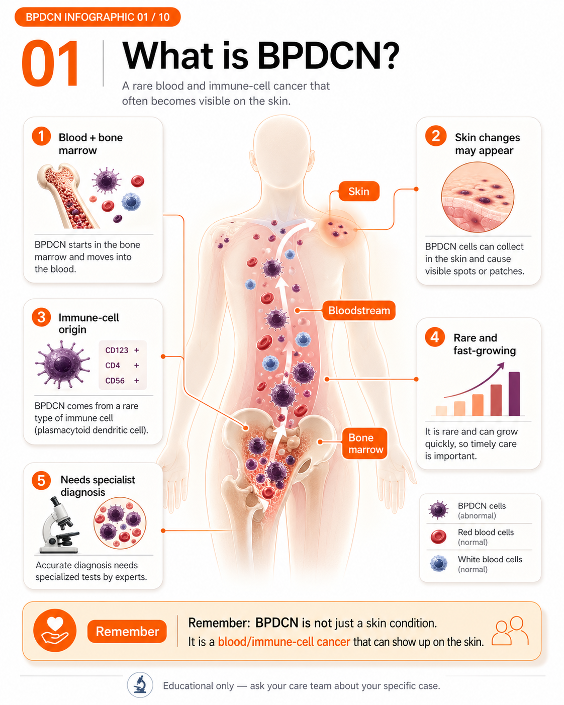 Infographic showing BPDCN as a rare blood and immune-cell cancer that may become visible on the skin.